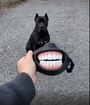 Grinning Teeth Cosplay Dog Mask Realistic Exclusive Adjustable Costume 2026