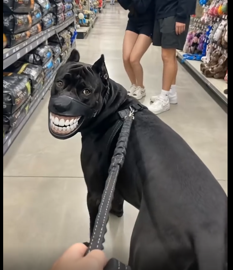 Grinning Teeth Cosplay Dog Mask Realistic Exclusive Adjustable Costume 2026